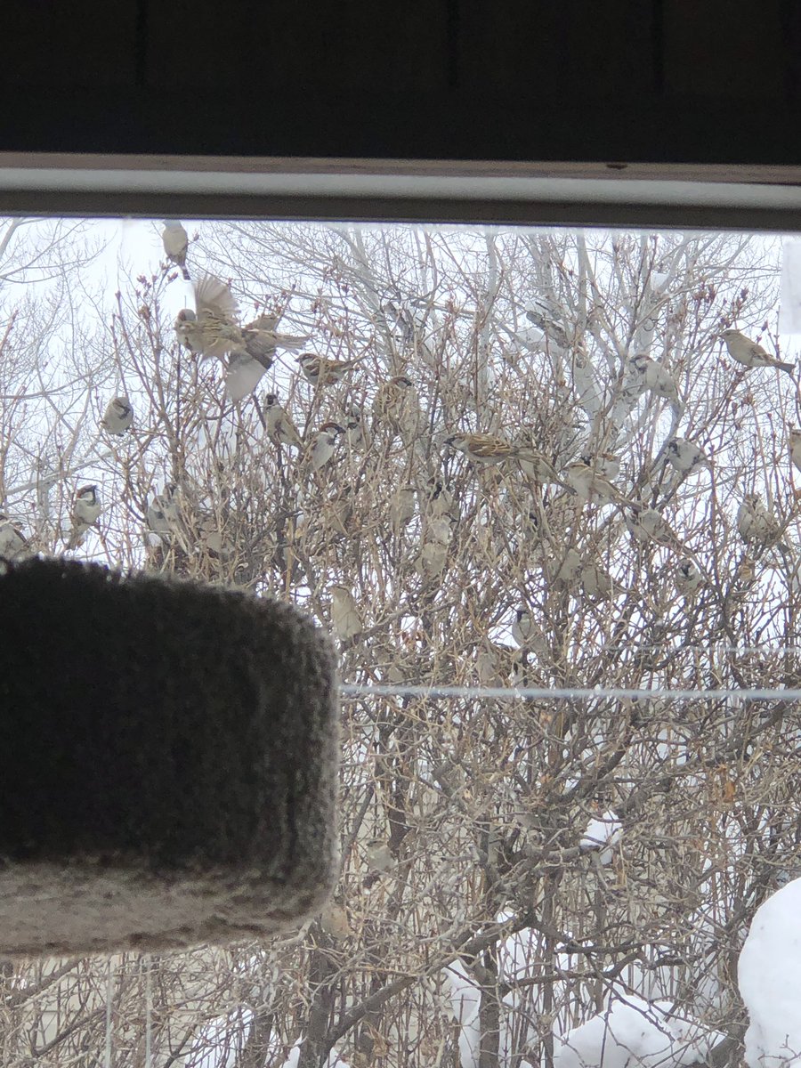 ShakespearCat's tweet photo. #catTV #catentertainment #shakespearCat #CatsOfTwitter #meow #wintertimefun How many finch birds do you see? https://t.co/u5top2qseT