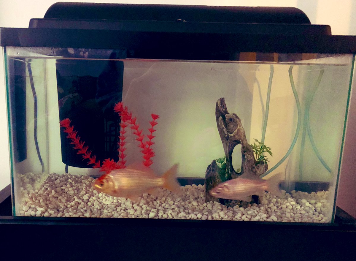 Trinity_Li's tweet photo. My #mutant fish made it through the night! I know my uncle would be talking about how I need to get a bigger tank and put some “real” #fish in there, but I’m good with these monsters. Meet “Nemo” and “Dory”, named by my #MiniMe. #FishLife #hulkFish #WhatAreTheyEating https://t.co/SBEU3s6jxZ