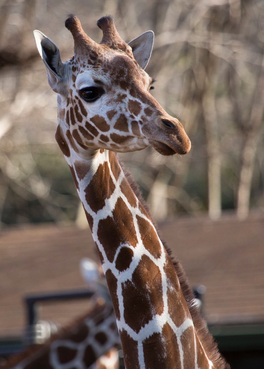 ChattanoogaZoo's tweet photo. This Monday we are "Reaching Great Heights"! We are excited to announce the groundbreaking to begin construction on Phase I of our African Expansion project to bring giraffe to Chattanooga! Head over to our #Facebook to learn more! 📸: Adam K. Thompson / @ZooATL https://t.co/NhcBFYb3QL