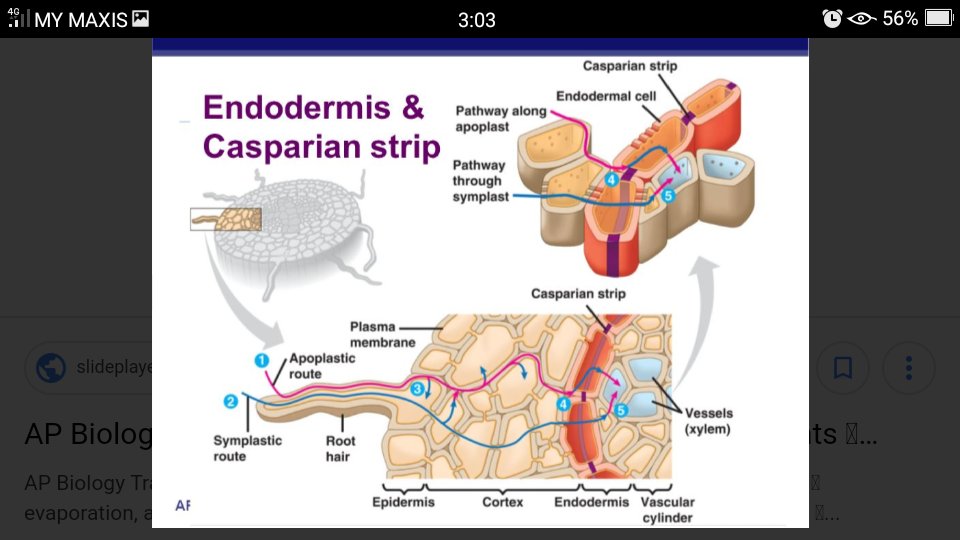 BooSoonYew67's tweet photo. F5 Bio: Transport.. Movement of water in plants, role of #endodermis & #CasparianStrip to ensure water movement is unidirectional into root xylem vessels.. #Bio #SPM #ALevel #STPM #Biology https://t.co/jutom9KrYT