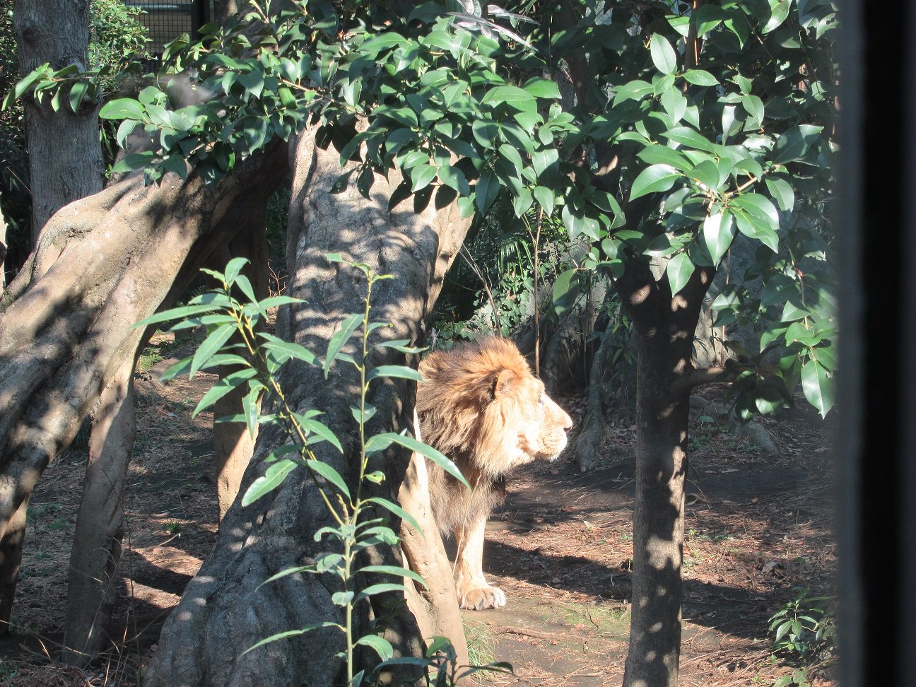Twitter 上的 上野動物園 公式 おはようございます 上野動物園開園です Good Morning We Are Open Today インドライオン T Co 1c5gkfrzz2 Twitter Twitter 上的 上野動物園 公式 おはようございます 上野動物園開園です Good Morning We Are Open Today インドライオン T Co 1c5gkfrzz2 Twitter