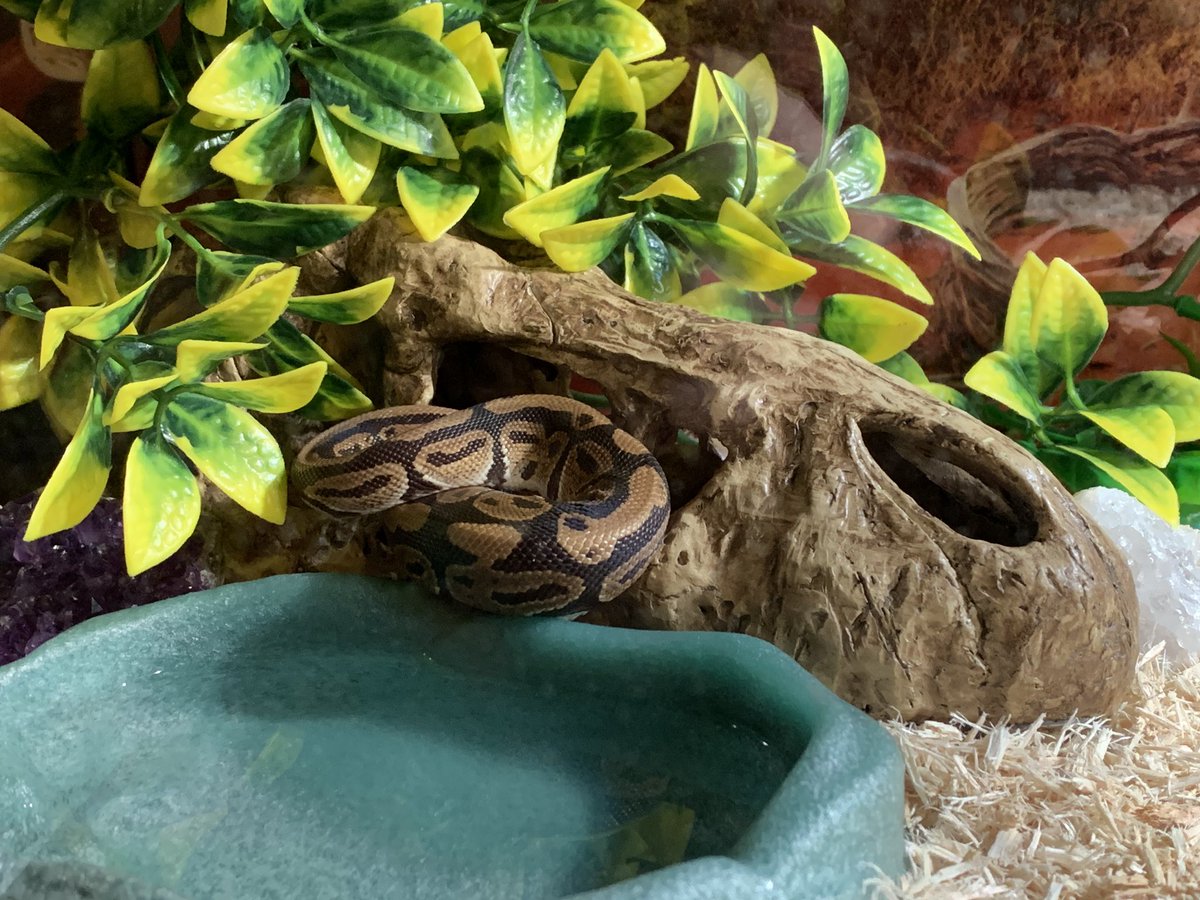 Parsel19's tweet image. My mom wanted me to come out, but I hid! Now she can’t see me 🙈 #ballpython #ballpythonoftwitter #ballpythons #pythons #snake #Parseltongue