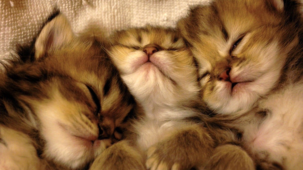 WeedRaters's tweet photo. In honor of #NationalNappingDay, we'd like to thank our support pillows, sleep masks, fuzzy blankets & cuddle buddies.
Oh, we also need to thank our top 5 favorite #sleep strains that help with #depression as well:
#SugarMama, #SilverBubble, #PinkCookies, #Gooberry, #BigSmoothπ https://t.co/h0uIeFfTfQ