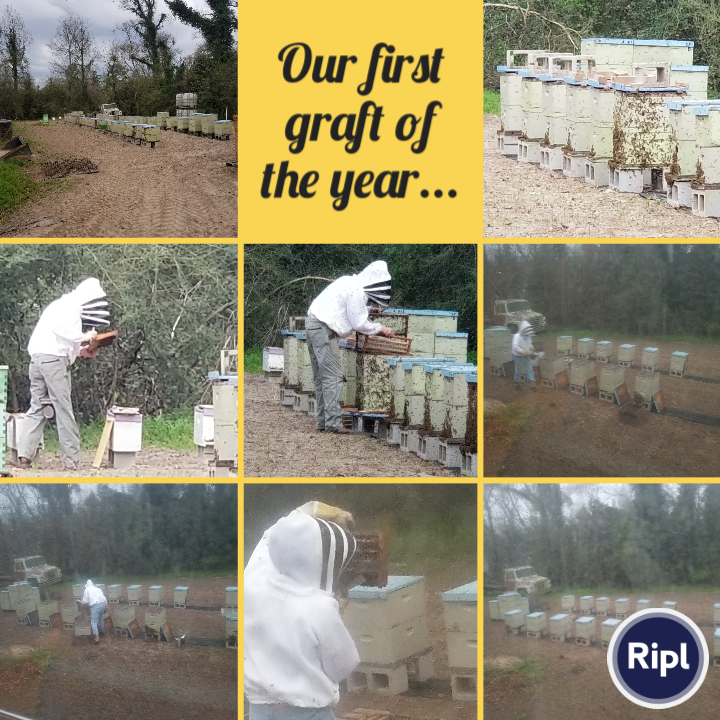 Beekeepers_Wife's tweet photo. #graftingqueens #beekeeping
via https://t.co/2i784rJDx8 https://t.co/kmhQwFMhBI