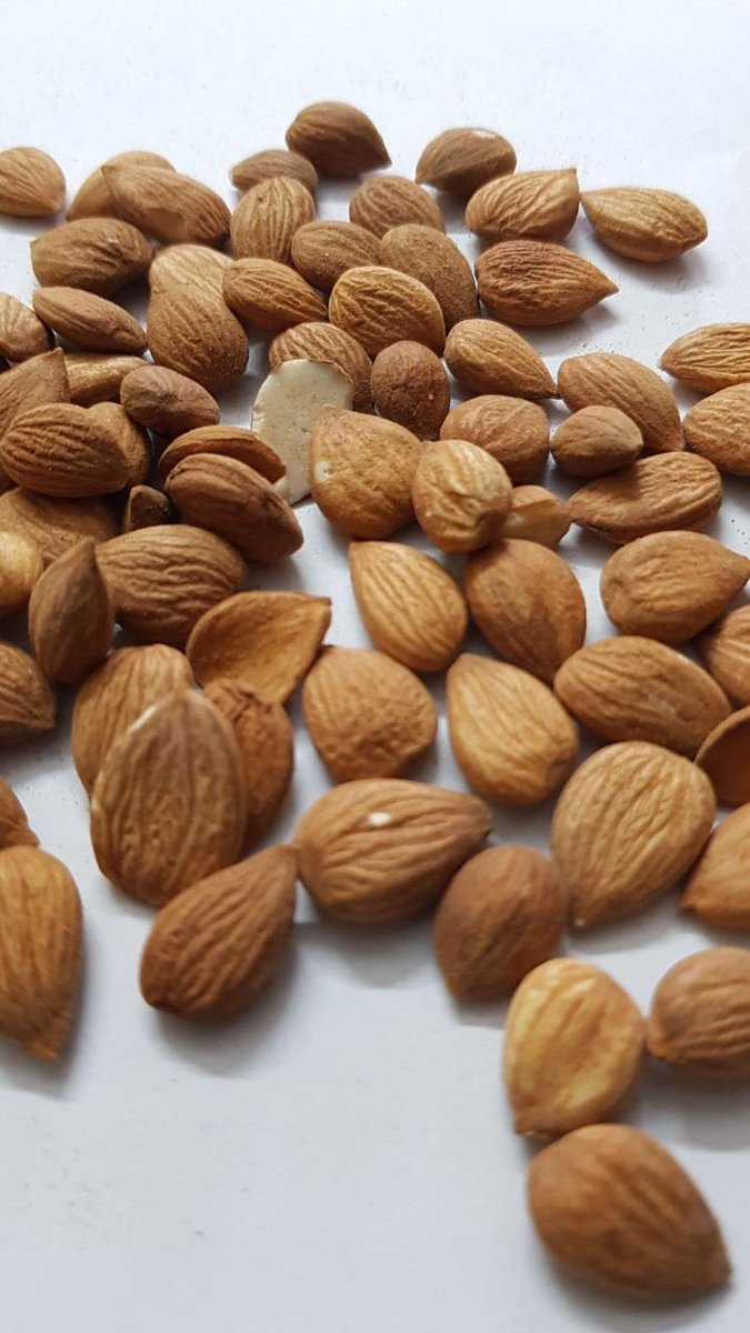 herbasense's tweet photo. #Herbasense #bitterapricotkernels #himalayanapricotkernals #himalayanapricot #vitaminb17 #apricotoil #bitterapricotoil #khobani https://t.co/mvgCTpvvSN