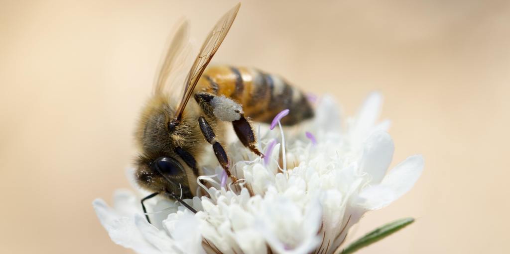 Jordan_Keats's tweet photo. Scientists sampled urban bee hives in Vancouver and found that honey can provide a remarkably precise record of harmful air pollutants. via /r/science https://t.co/JAM0SdJxVi https://t.co/COC0wspzfY