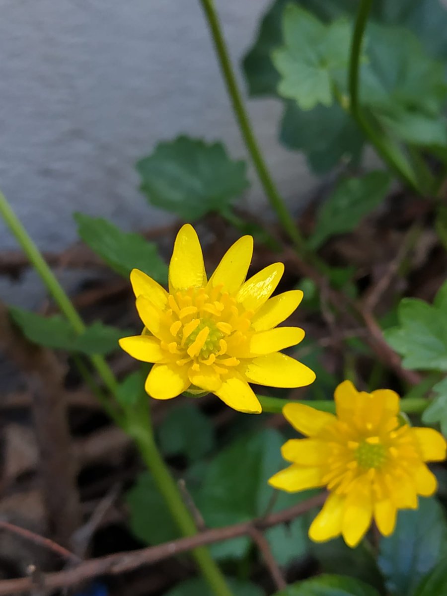 Graziella No Twitter Anitamia48 Buongiorno Con Un Fiore Con Un Abbraccio E Un Sorriso Per Colorare Questa Giornata Di Gioia E Serenita Carissima Anita Ciaooooooo T Co Ofqiiitvep