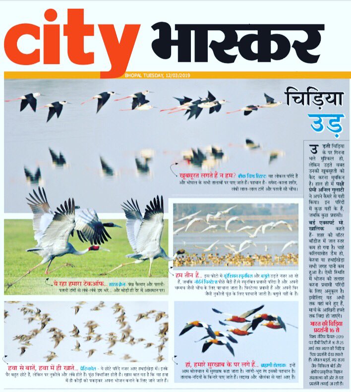 phantomlegacy's tweet photo. #birds of #feather flock together. #chidiyaudd #saurascranes #blackwingedstilts #eurasianspoonbills #northernpintails #egrets #pratincoles #brahminyshelducks https://t.co/ZgNKpvqnW9