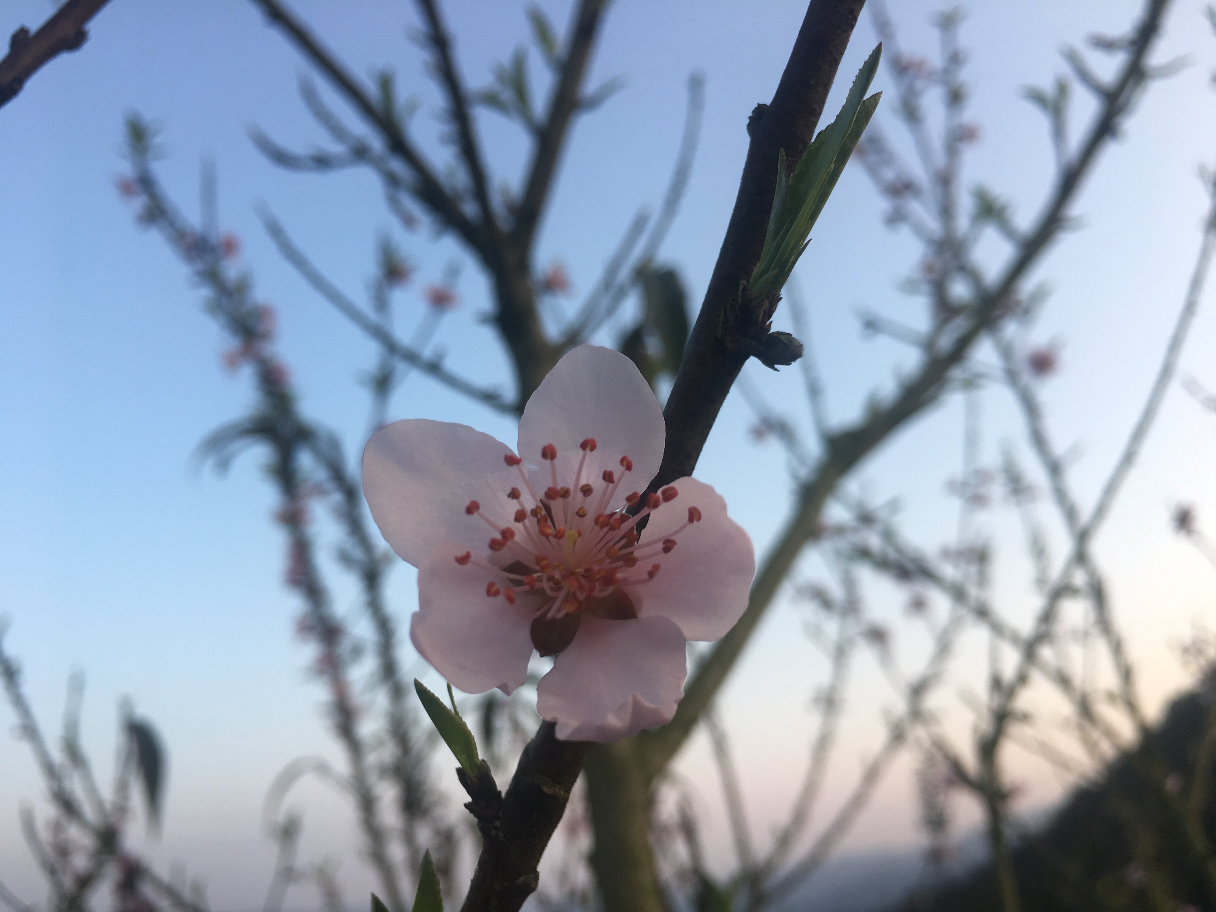 黄莉婷al Twitter C春风t桃李花开日q秋风梧桐叶升时间https T Co 9hgvp2cg7f Twitter