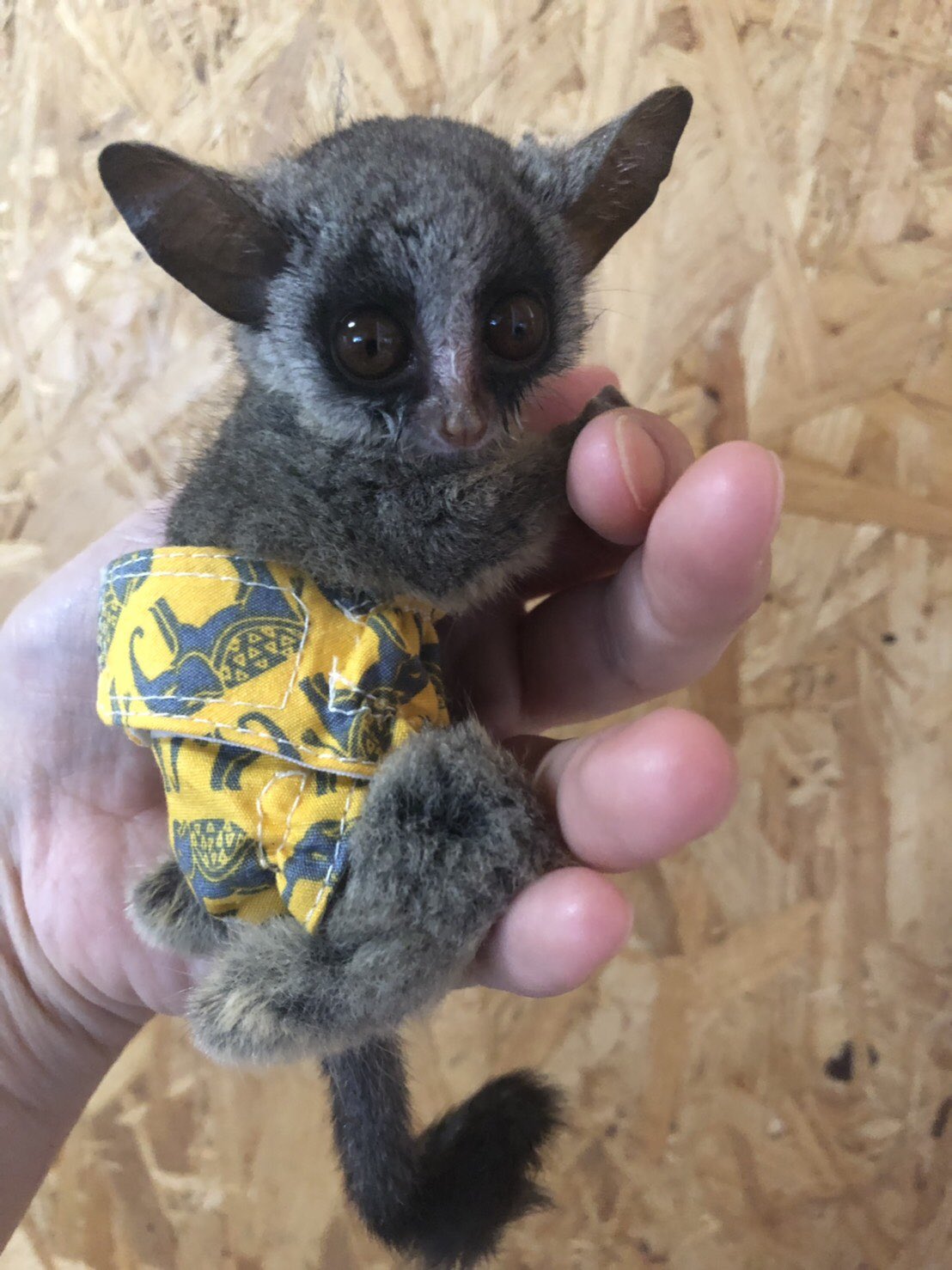 小動物ハーネス♡コモンガラゴミーア（ミーアキャットハーネス