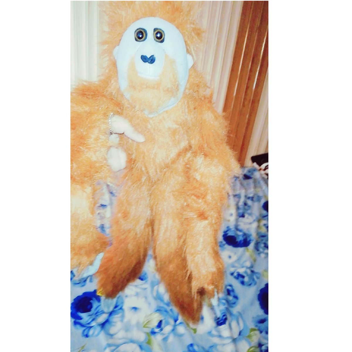 Seemab_here's tweet photo. Ladies and gentle men😋
meet my #Seecha 😘❤️
it's my Toy pet 🙈1 year's ago i got it 😌 https://t.co/DoIZ4mDYOl
