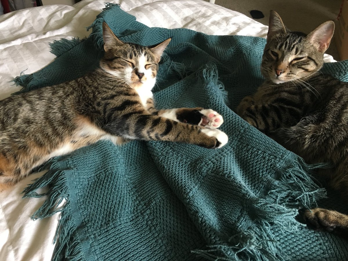 txpawprints's tweet photo. Kairo (on the left) looks very comfortable in his new #foreverhome with his new sister, Cleo. 💚

Congratulations Kairo 🎉

#adoptdontshop #iadopted #fortheloveofpets #picme #comfy #catsoftwitter #cutecats #dallascats #catsofdallas #TuesdayMorning https://t.co/frU4uvCuFU