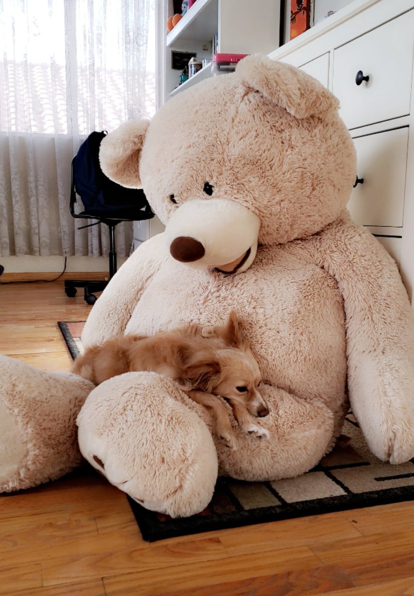 Smol teddy with BIG teddy
