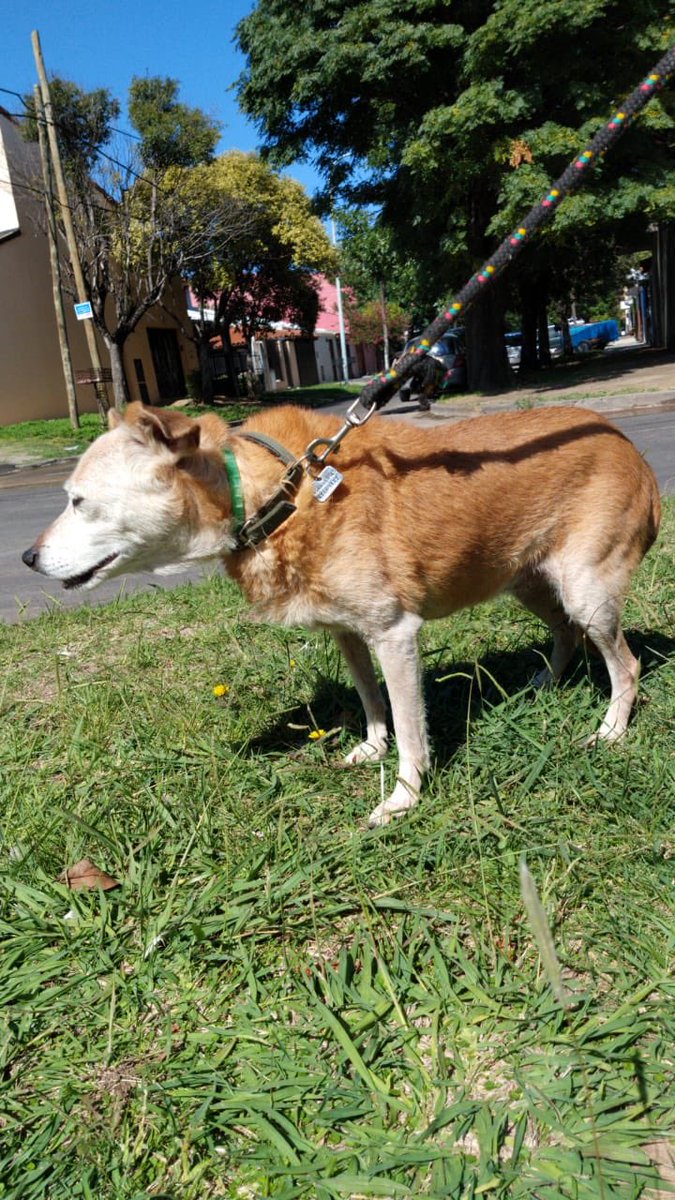 La historia es muy muy triste pero merece un final feliz. Estos son solo tres perritos de una docena que están en la casa de Sandra, una señora que está internada en estado muy delicado. 
Ellos comparten sus días con los gatitos de Sandra - que también están en adopción.