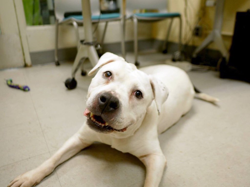 KeithOlbermann's tweet image. HEADS UP NYC: This is unfathomable. Look at Sour Patch here: great with kids and dogs yet destined to die tomorrow unless we get an adopter, Foster, or enough pledges via @chortletown to entice a Rescue. But you can help by just telling her story PLEASE RT facebook.com/mldsavingnycdo…