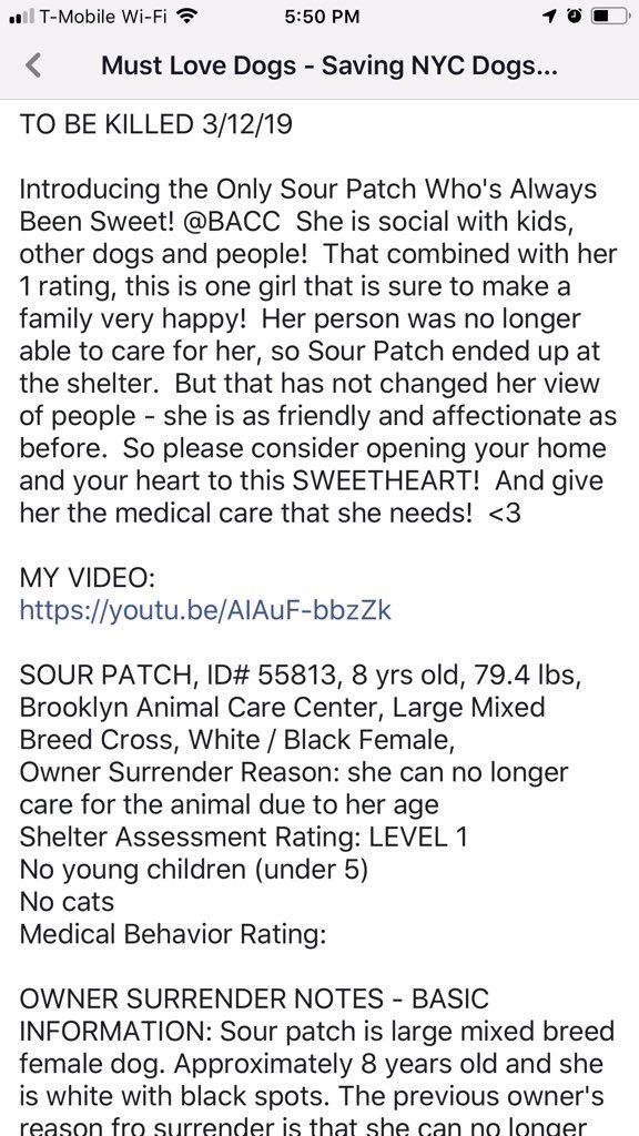 KeithOlbermann's tweet image. HEADS UP NYC: This is unfathomable. Look at Sour Patch here: great with kids and dogs yet destined to die tomorrow unless we get an adopter, Foster, or enough pledges via @chortletown to entice a Rescue. But you can help by just telling her story PLEASE RT facebook.com/mldsavingnycdo…