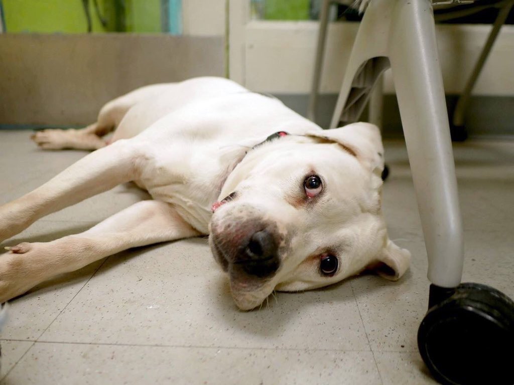 KeithOlbermann's tweet image. HEADS UP NYC: This is unfathomable. Look at Sour Patch here: great with kids and dogs yet destined to die tomorrow unless we get an adopter, Foster, or enough pledges via @chortletown to entice a Rescue. But you can help by just telling her story PLEASE RT facebook.com/mldsavingnycdo…