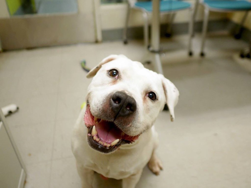 KeithOlbermann's tweet image. HEADS UP NYC: This is unfathomable. Look at Sour Patch here: great with kids and dogs yet destined to die tomorrow unless we get an adopter, Foster, or enough pledges via @chortletown to entice a Rescue. But you can help by just telling her story PLEASE RT facebook.com/mldsavingnycdo…