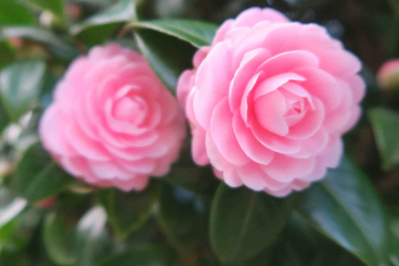 旧古河庭園 乙女椿 椿はアジア産の植物で ヨーロッパでは 日本のバラ とも呼ばれたそう 本当に可愛いです シャネルの カメリア コレクション の椿はこの乙女椿だと言われています 花数が少しずつ増えてきましたよ 旧古河庭園 椿 オトメツバキ