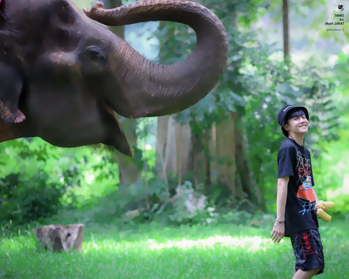 TMWS__'s tweet photo. 📸 hq 20181006 

😆🐘 @Mmarksiwat 

#หัวใจศิวัช #MarkSiwat https://t.co/6G6M5BDXRv