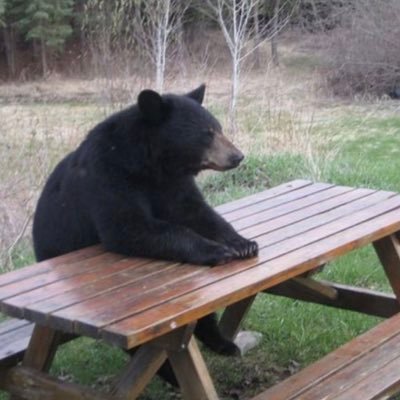 SteveSu76323928's tweet photo. My New Next Door Neighbor In The Upper Peninsula Of Michigan - Thing Is, He's Beeter Than So Many People I Meet, And Not A Theif https://t.co/C5Eg3cUPfN