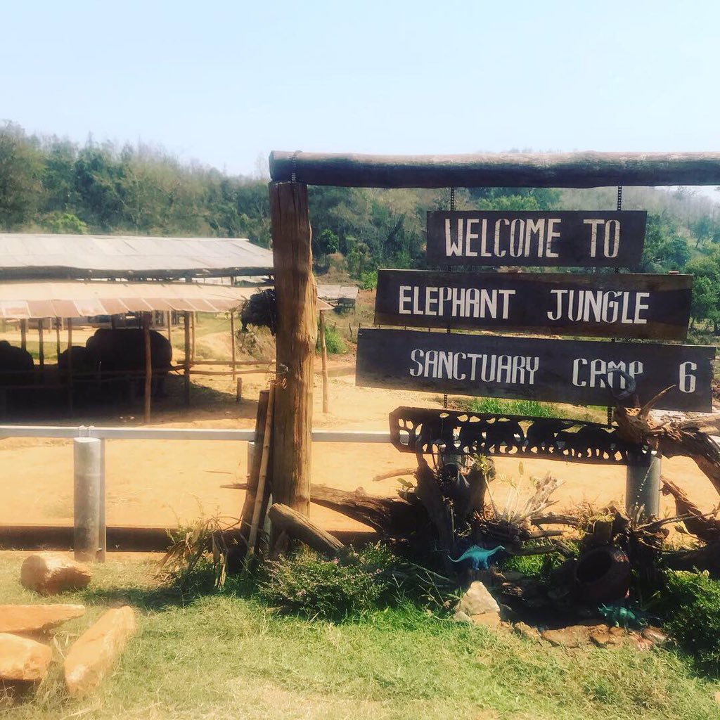 l_scottow's tweet image. What an amazing day. 🐘