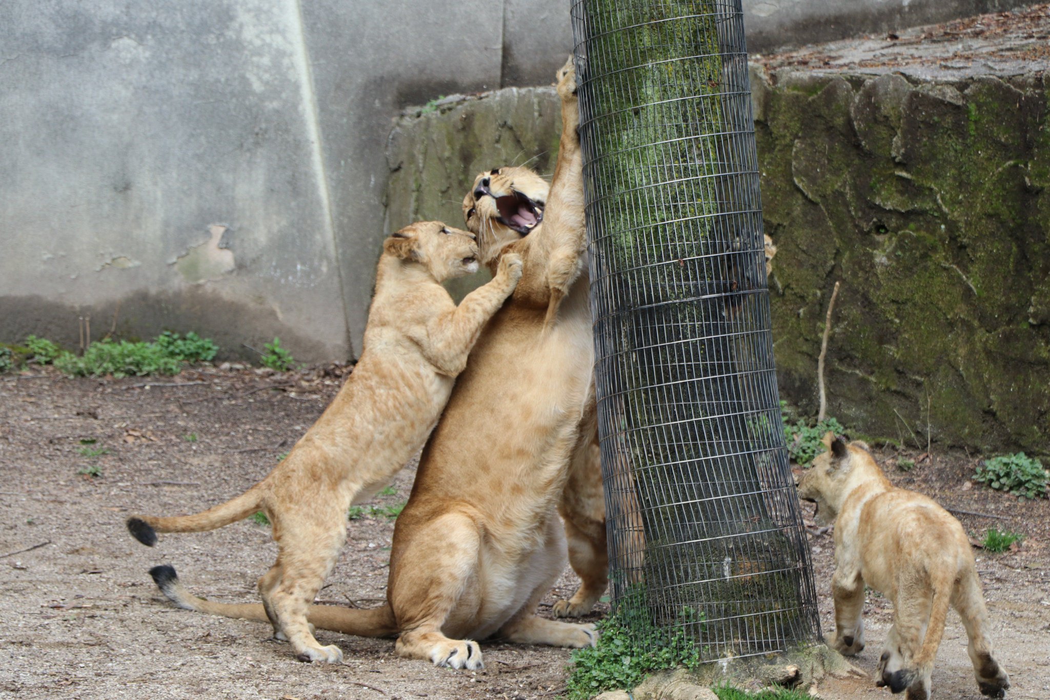 山中組木　ライオン　大サイズ　レア 広島市安佐動物公園【公式】 on X: 