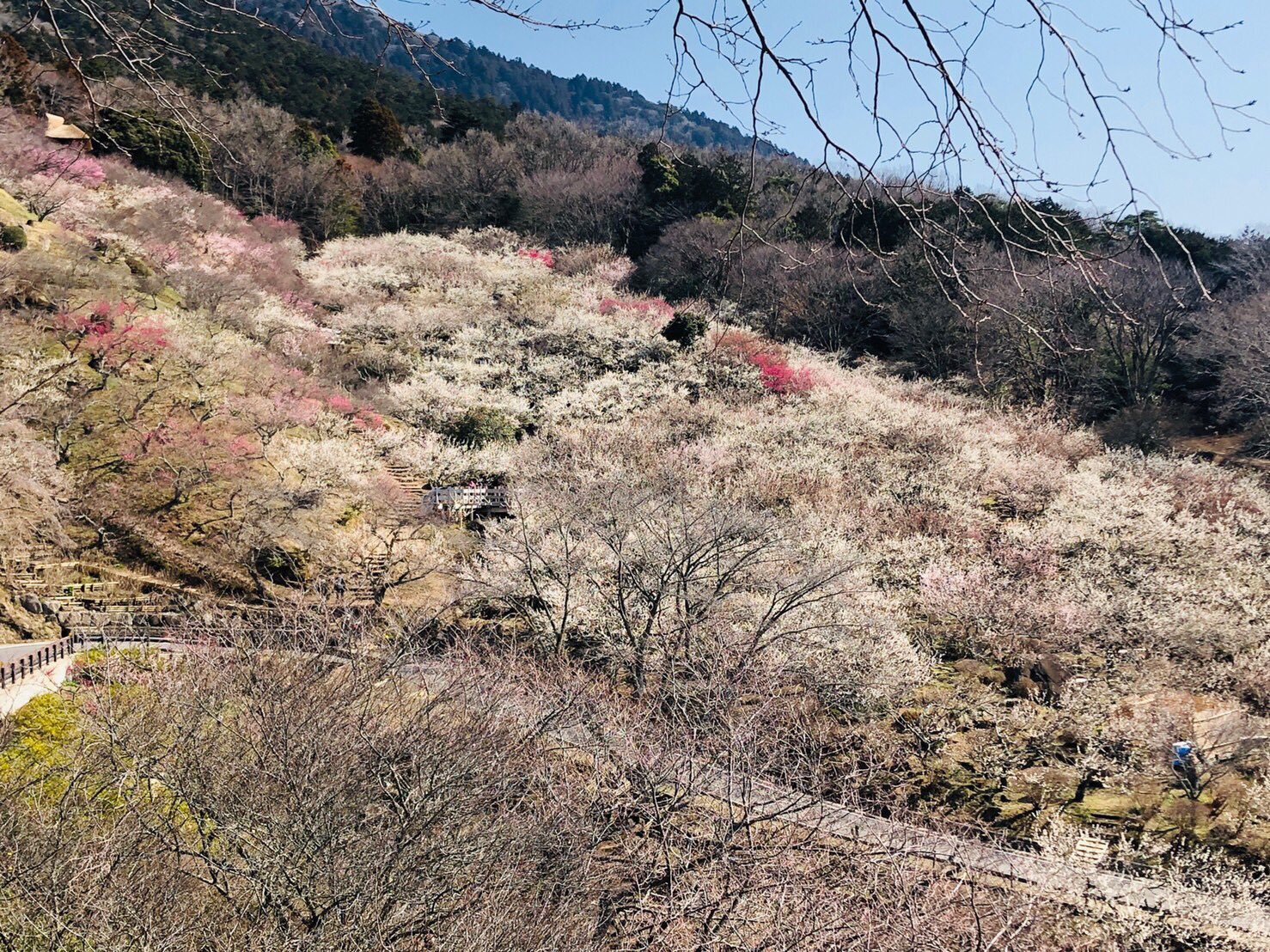 筑波山梅まつり公式 Mt Tsukuba Ume Twitter