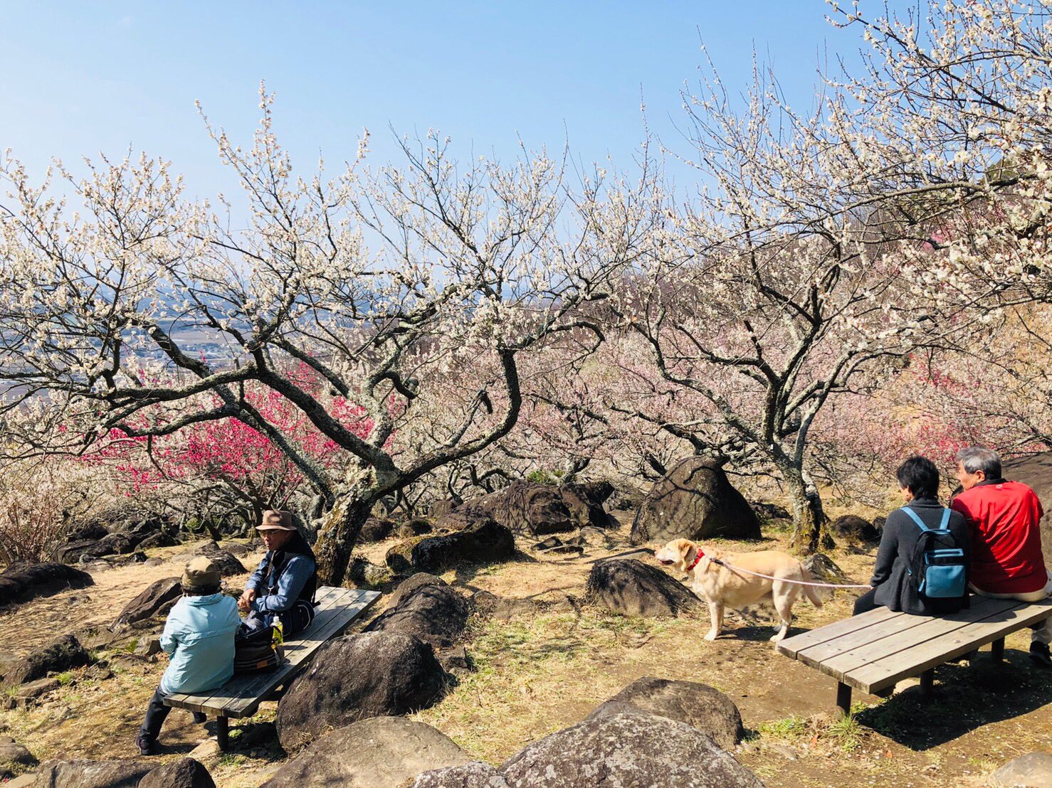 筑波山梅まつり公式 Mt Tsukuba Ume Twitter