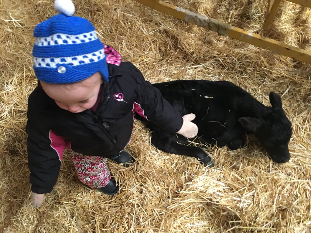 bfmfarmwife's tweet photo. She could not figure out why there was 2 calves in the pen. #firstsetoftwins #2019calvingseason #bfmfarms https://t.co/EP5CIPfn4a
