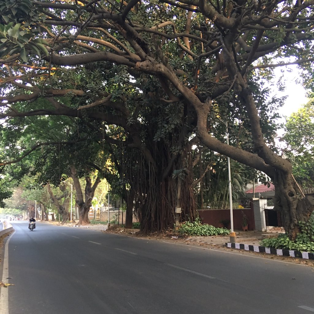 Nithin's tweet photo. 6:30 AM: 140 BPM HR run. Timely #PSA to all the Bengalureans; please #savethetrees, or what’s left of them
#Runners360 #HRbasedrun #180method #MAFmethod #werun2019 #werunbengaluru #nikeplus #nikerunning #nikerunclub #brooksrunning #brooksghost10 #sunrise #nature #nofilter #trees https://t.co/xW2FumtBwa