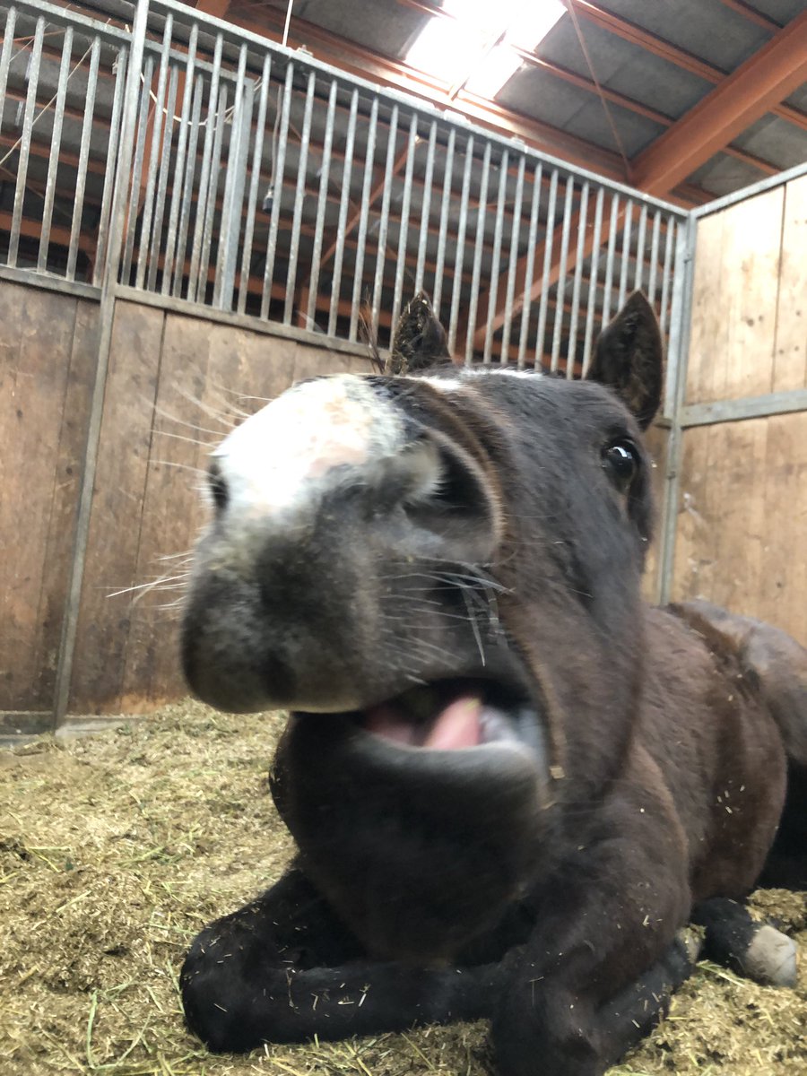 fujisawa_EG's tweet photo. 「うぅーん、ふぁぁぁぁぁあ！」

#ドゥラメンテ産駒 #お馬のあくび選手権2019 https://t.co/qum9zq30vu