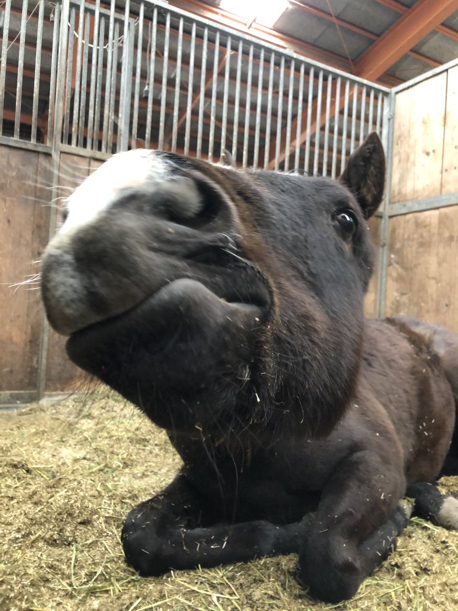 fujisawa_EG's tweet photo. 「うぅーん、ふぁぁぁぁぁあ！」

#ドゥラメンテ産駒 #お馬のあくび選手権2019 https://t.co/qum9zq30vu