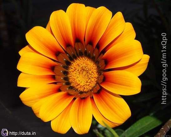 Dikale_Dj's tweet photo. Blossom: The importance of a good person in our life is like the importance of our heartbeats💗...! They are not loud, yet they silently support our life.☀ Have a nice day! 😄

#ChooseDay https://t.co/ep6pwrkFl3