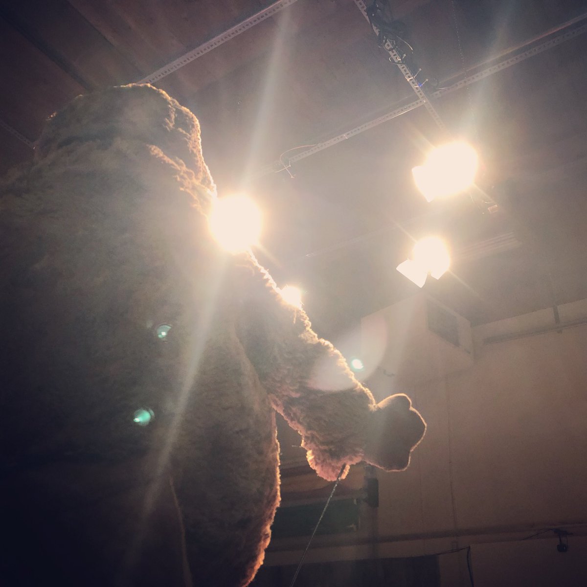 Billy The Beaver tweet media