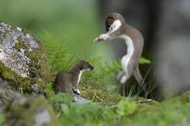 catherineelzing's tweet photo. @NoraWornhoff don’t test the stoat https://t.co/qYG9mkHcmT