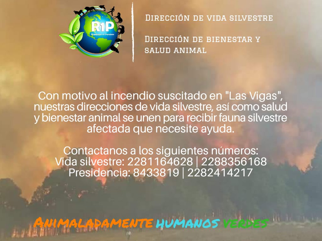 Nuestra dirección de vida silvestre y salud y bienestar animal de R1P, están dispuestas a recibir y apoyar a fauna silvestre que se haya vistó afectada por el incendio en #LasVigas 🔥
¡Reporta oportunamente a nuestros números o vía inbox, apoya compartiendo!
#Xalapa #Veracruz