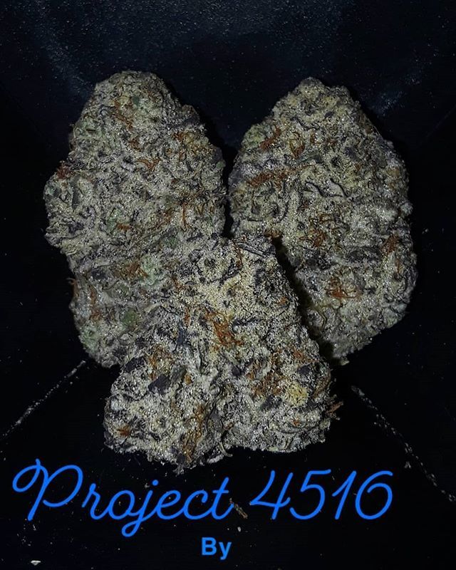 Pos1t1vePothead's tweet image. #Repost @cannoisseurofquality_559
・・・
My day has been made my boy came through and blessed me with the Project 4516 by Grandiflora Genetics &amp;amp; Cookies collab. This is that real flavor.💦🤤🔥🅰️ #cookiescalifornia #grandifloragenetics #project4516 #exo… ift.tt/2F5xQzo