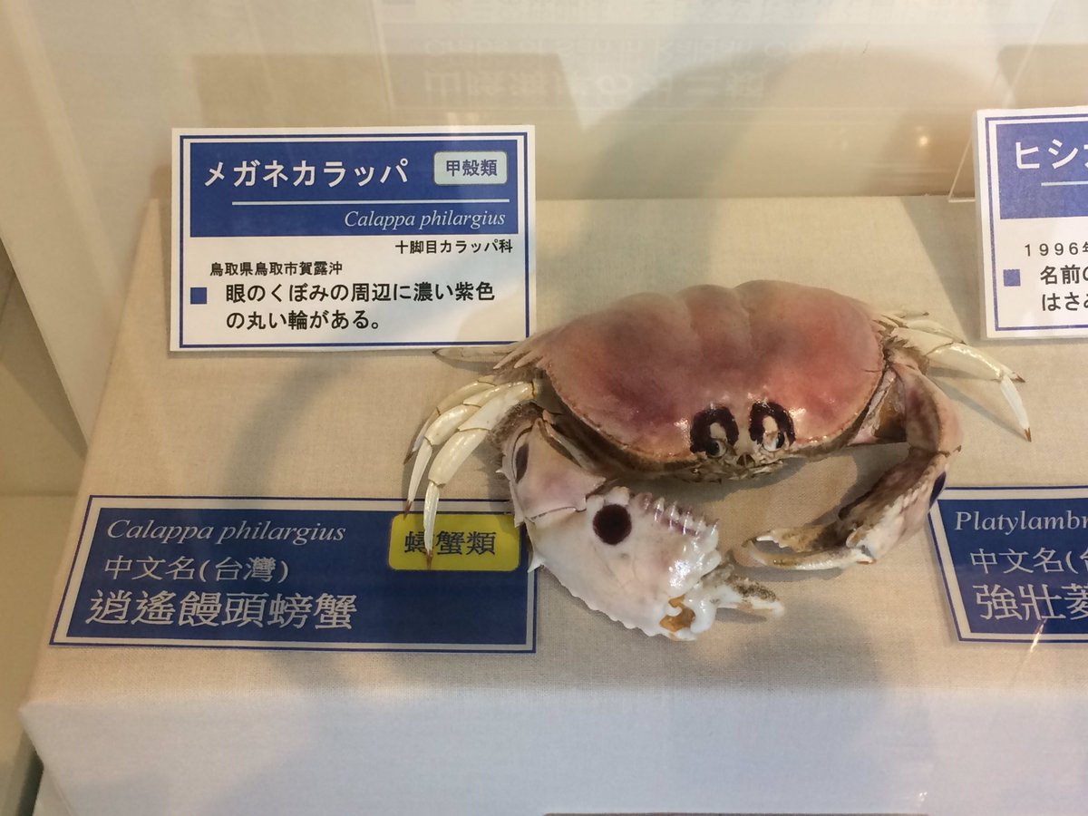 Hide ジオバンド Auf Twitter 山陰海岸ジオパーク海と大地の自然館は定刻9時に開館しました 恥ずかしがり屋さんでなかなか顔を見せてくれないメガネカラッパ 十脚目カラッパ科 ですが 今日は顔が見えます はく製と比較すると どこで落としたのかメガネかけて Hide ジオバンド Auf Twitter 山陰海岸ジオパーク海と大地の自然館は定刻9時に開館しました 恥ずかしがり屋さんでなかなか顔を見せてくれないメガネカラッパ 十脚目カラッパ科 ですが 今日は顔が見えます はく製と比較すると どこで落としたのかメガネかけて