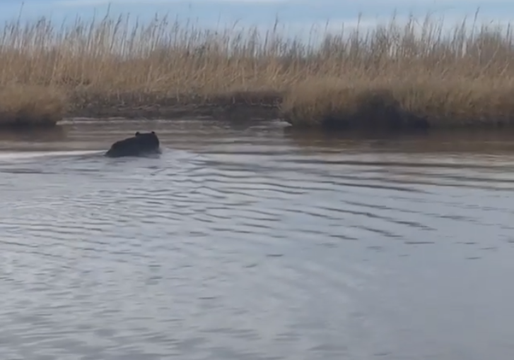 WTKR3's tweet photo. Black bear caught swimming across #StumpyPoint Bay https://t.co/xaHynDdgB2 https://t.co/hqWtgESewD