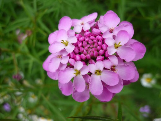 キャンディタフト Twitter Search