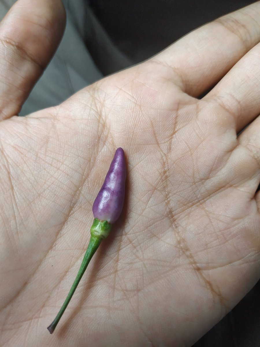 Apakah ini hasil perselingkuhan antara Terong dan Cabe? Ataukah ini terong dicabein? Atau cabe diterongin?