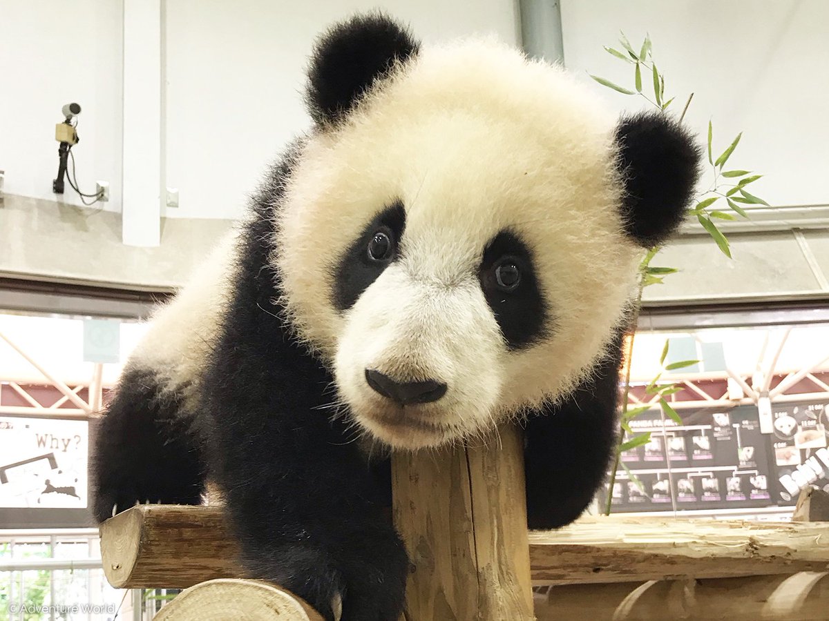アドベンチャーワールド 公式 今日と明日は休園日 パンダの赤ちゃん 彩浜 さいひん はいつもと変わらずのんびり過ごしています まんまるの目をキラキラさせながら カメラ目線もばっちりです 210日齢 3月12日 の体重 11 42kg 出生時 75g アドベンチャーワールド 公式 今日と明日は休園日 パンダの赤ちゃん 彩浜 さいひん はいつもと変わらずのんびり過ごしています まんまるの目をキラキラさせながら カメラ目線もばっちりです 210日齢 3月12日 の体重 11 42kg 出生時 75g