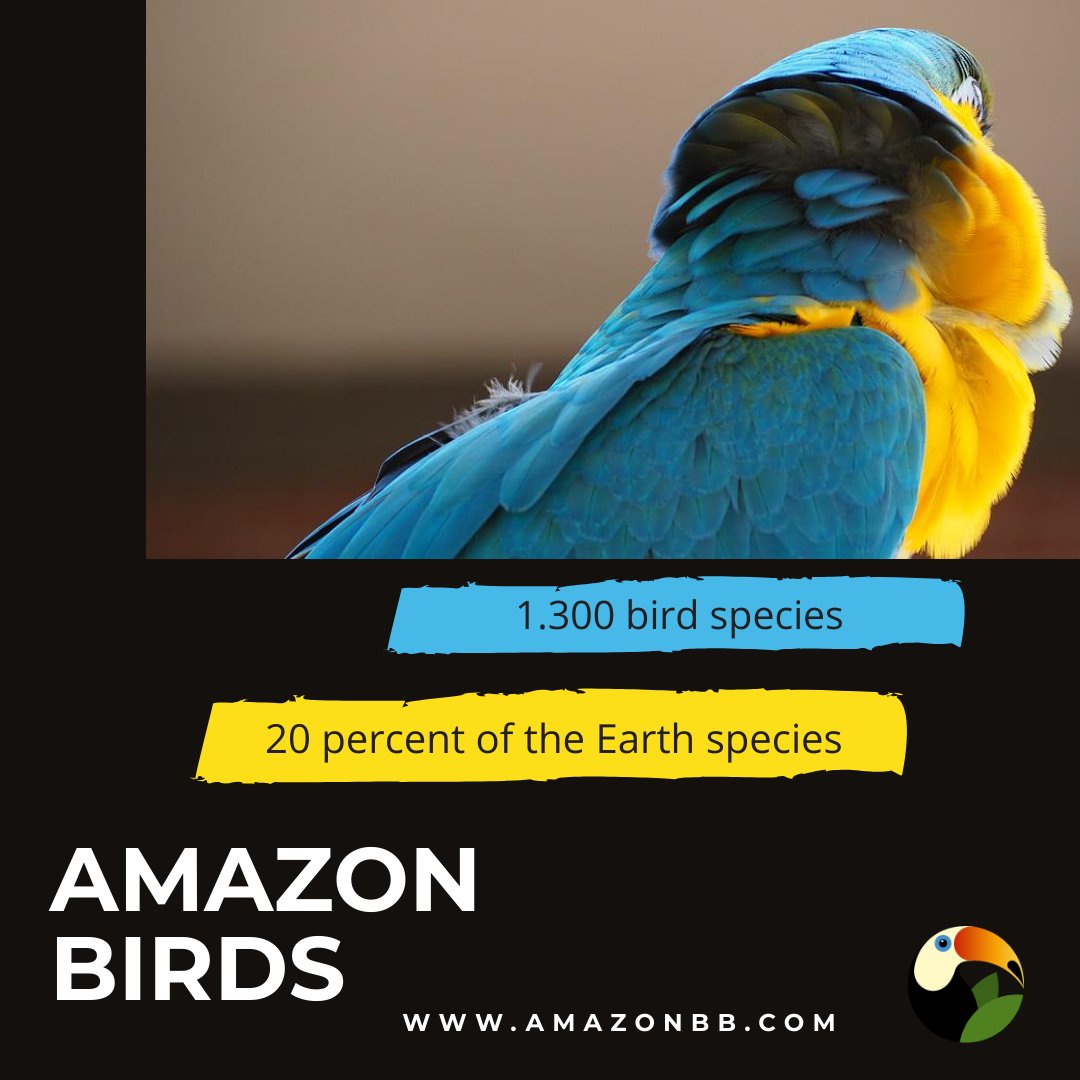 alexamazonqueen's tweet image. Did you know this important fact about the Amazon?

#WhereTheEarthBreathes #AmazonBirds #AmazonTrip