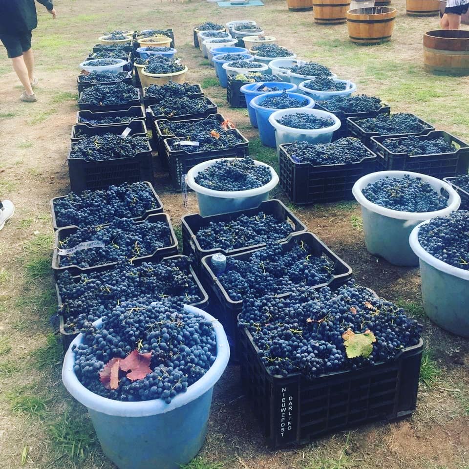Darling Cellars tweet media