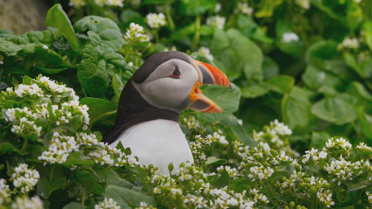 la2_tve's tweet photo. ¿A vosotros también os parecen extremadamente achuchables?😍😚
Son Frailecillos Atlánticos. 
En el nuevo episodio de #PlanetaAzul2 (hoy a las ⏰22h) veremos escenas muy bonitas de ellos, grabadas en los acantilados del Ártico🗻🌊 https://t.co/FNNSPdnzcC