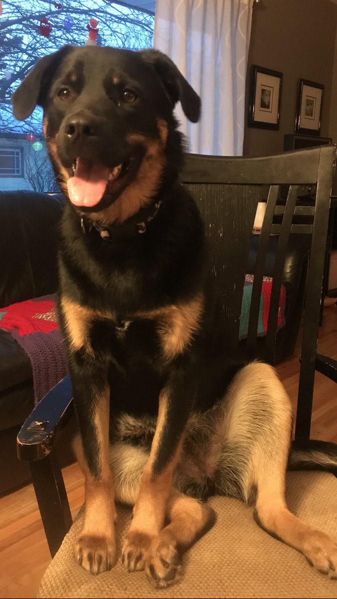 IAmJodiHughes's tweet photo. If nothing else you have to admire her persistence. Every day. Every meal. Phoebe will sit on a chair at the dining room table hoping THIS time she will get to eat a meal with us! lol #NeverGiveUp #IsTodayTheDay #RespectTheDrive #Phoebe 🐾 ❤️ https://t.co/78nUAuzbd3