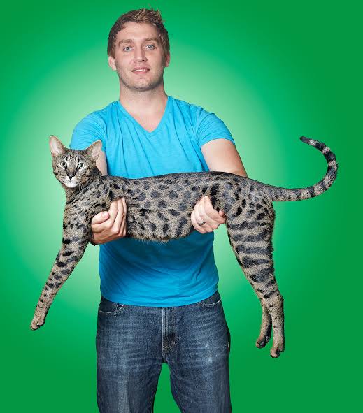 Tall cat. Саванна кошка. Кот Арктурус. Самый длинный кот. Саванна кошка с человеком.