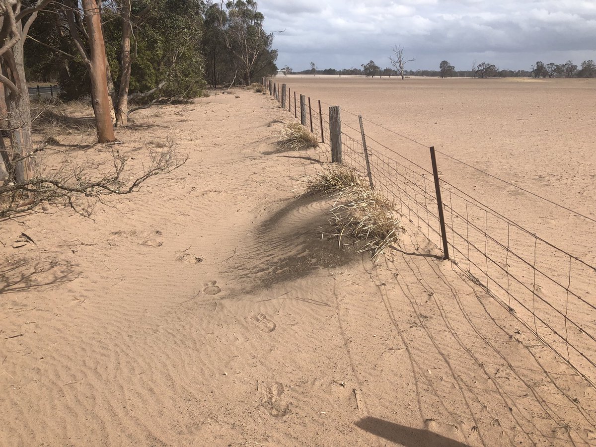 Zoe_Curtis_'s tweet photo. This is what the #gippslanddrought looks like: mounds of topsoil piling up on the wrong side of the fences because there isn’t a blade of grass to hold it down when the wind blows. Things are grim in #lovegippsland. #auspol @DarrenChesterMP @theweeklytimes @KathSully @kellazzaro https://t.co/ceTT47UhPM
