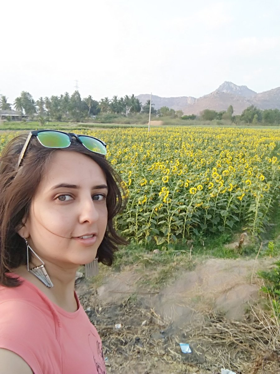 reshmakris's tweet photo. When you spot a sunflower field almost around sunset. #Gandikota https://t.co/H1ps7YDw59